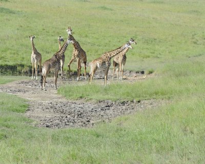 Giraffe, Maasai, Herd-011313-Maasai Mara National Reserve, Kenya-#3378.jpg