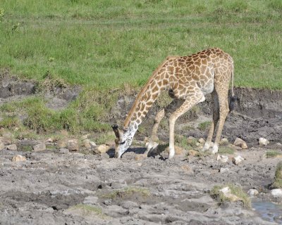 Giraffe, Maasai, drinking-011313-Maasai Mara National Reserve, Kenya-#3587.jpg