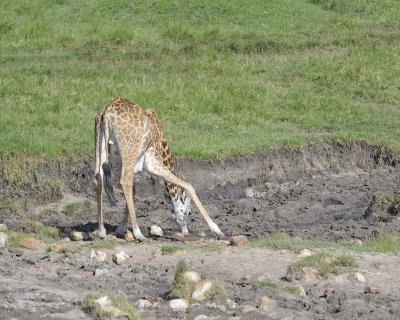 Giraffe, Maasai, drinking-011313-Maasai Mara National Reserve, Kenya-#3608.jpg