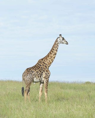 Giraffe, Maasai-011313-Maasai Mara National Reserve, Kenya-#3401.jpg