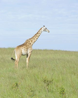 Giraffe, Maasai-011313-Maasai Mara National Reserve, Kenya-#3424.jpg