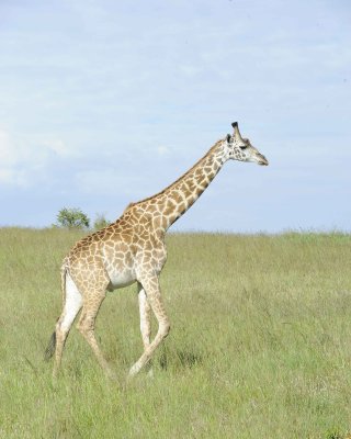 Giraffe, Maasai-011313-Maasai Mara National Reserve, Kenya-#3433.jpg