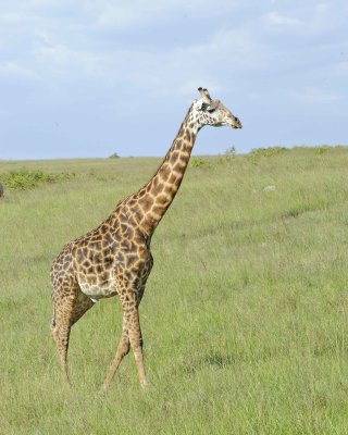 Giraffe, Maasai-011313-Maasai Mara National Reserve, Kenya-#3434.jpg