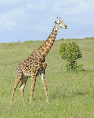 Giraffe, Maasai-011313-Maasai Mara National Reserve, Kenya-#3438.jpg