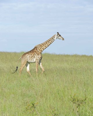 Giraffe, Maasai-011313-Maasai Mara National Reserve, Kenya-#3462.jpg