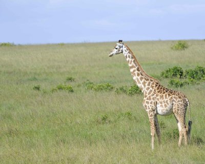 Giraffe, Maasai-011313-Maasai Mara National Reserve, Kenya-#3531.jpg