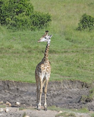 Giraffe, Maasai-011313-Maasai Mara National Reserve, Kenya-#3611.jpg