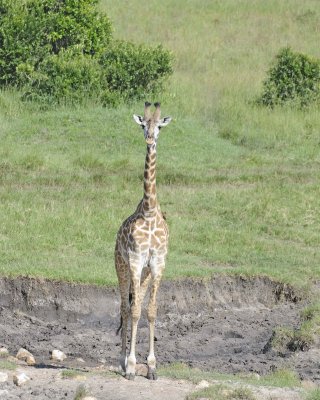 Giraffe, Maasai-011313-Maasai Mara National Reserve, Kenya-#3612.jpg
