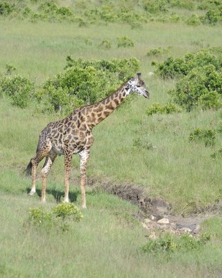 Giraffe, Maasai-011313-Maasai Mara National Reserve, Kenya-#3642.jpg