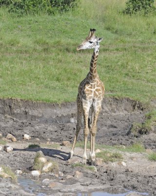 Giraffe, Maasai-011313-Maasai Mara National Reserve, Kenya-#3706.jpg