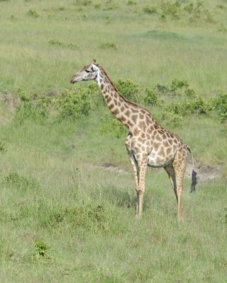 Giraffe, Maasai-011313-Maasai Mara National Reserve, Kenya-#3722.jpg