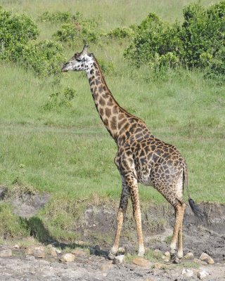 Giraffe, Maasai-011313-Maasai Mara National Reserve, Kenya-#3775.jpg