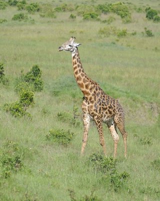 Giraffe, Maasai-011313-Maasai Mara National Reserve, Kenya-#3791.jpg