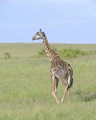 Giraffe, Maasai-011313-Maasai Mara National Reserve, Kenya-#3834.jpg