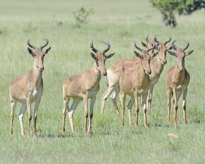 Hartebeest, Coke's, Herd-011313-Maasai Mara National Reserve, Kenya-#2907.jpg