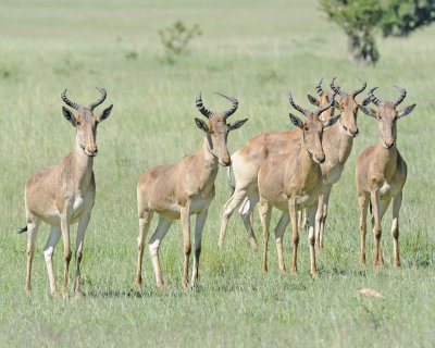 Hartebeest, Coke's, Herd-011313-Maasai Mara National Reserve, Kenya-#2918.jpg