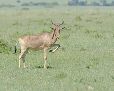 Hartebeest, Coke's-011313-Maasai Mara National Reserve, Kenya-#2958.jpg