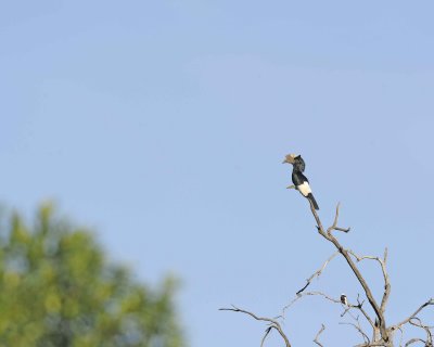 Hornbill, Black-and-white-casqued-011313-Maasai Mara National Reserve, Kenya-#1175.jpg