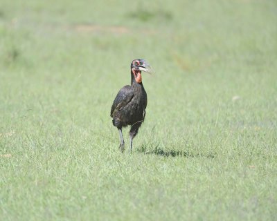 Hornbill, Ground, Female-011313-Maasai Mara National Reserve, Kenya-#1805.jpg