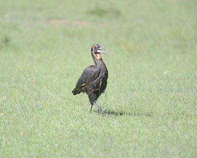 Hornbill, Ground, Female-011313-Maasai Mara National Reserve, Kenya-#1806.jpg