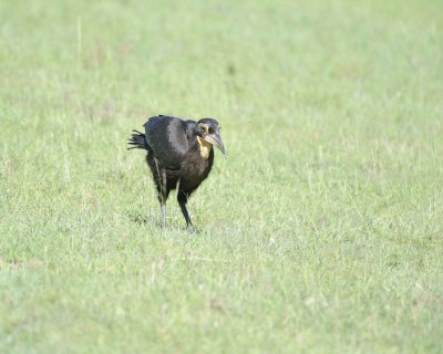 Hornbill, Ground, Juvenile, w Caterpiller-011313-Maasai Mara National Reserve, Kenya-#2034.jpg