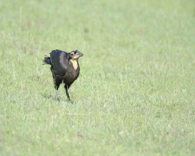 Hornbill, Ground, Juvenile, w Caterpiller-011313-Maasai Mara National Reserve, Kenya-#2035.jpg