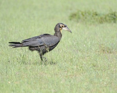 Hornbill, Ground, Juvenile-011313-Maasai Mara National Reserve, Kenya-#1825.jpg