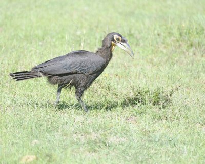 Hornbill, Ground, Juvenile-011313-Maasai Mara National Reserve, Kenya-#1930.jpg
