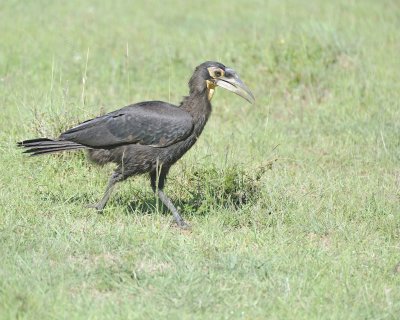 Hornbill, Ground, Juvenile-011313-Maasai Mara National Reserve, Kenya-#1932.jpg