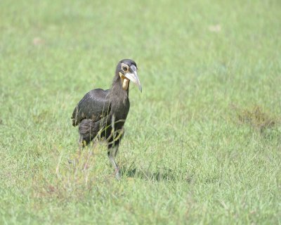 Hornbill, Ground, Juvenile-011313-Maasai Mara National Reserve, Kenya-#2069.jpg