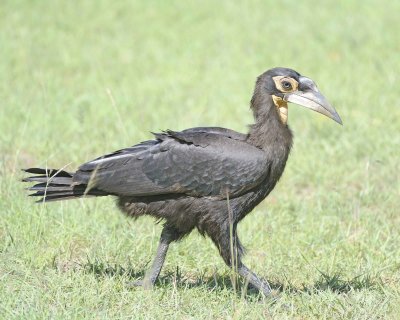 Hornbill, Ground, Juvenile-011313-Maasai Mara National Reserve, Kenya-#2095.jpg