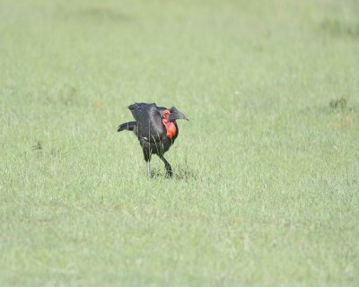 Hornbill, Ground, Male, w Caterpiller-011313-Maasai Mara National Reserve, Kenya-#1981.jpg