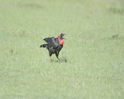 Hornbill, Ground, Male, w Caterpiller-011313-Maasai Mara National Reserve, Kenya-#1982.jpg
