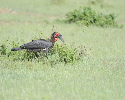 Hornbill, Ground, Male-011313-Maasai Mara National Reserve, Kenya-#1844.jpg