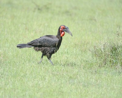 Hornbill, Ground, Male-011313-Maasai Mara National Reserve, Kenya-#2042.jpg