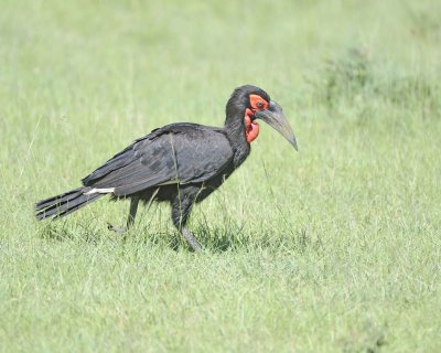 Hornbill, Ground, Male-011313-Maasai Mara National Reserve, Kenya-#2078.jpg