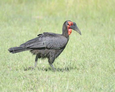 Hornbill, Ground, Male-011313-Maasai Mara National Reserve, Kenya-#2135.jpg