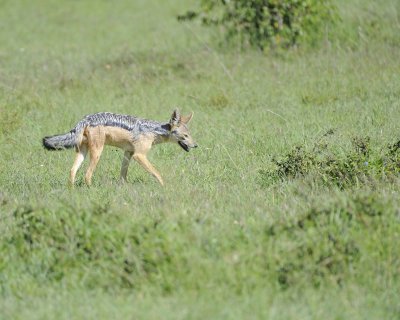 Jackal-011313-Maasai Mara National Reserve, Kenya-#2190.jpg