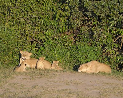 Lion, 2 Females & 5 Cubs-011313-Maasai Mara National Reserve, Kenya-#0240.jpg