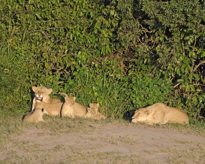 Lion, 2 Females & 5 Cubs-011313-Maasai Mara National Reserve, Kenya-#0241.jpg