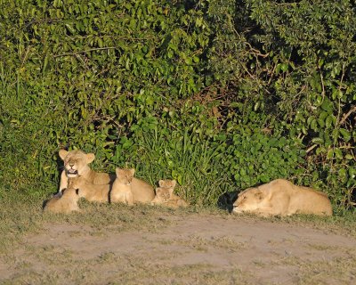 Lion, 2 Females & 5 Cubs-011313-Maasai Mara National Reserve, Kenya-#0242.jpg