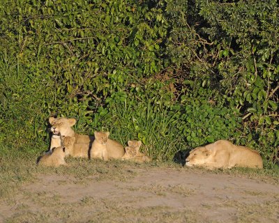 Lion, 2 Females & 5 Cubs-011313-Maasai Mara National Reserve, Kenya-#0245.jpg