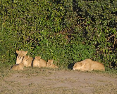 Lion, 2 Females & 5 Cubs-011313-Maasai Mara National Reserve, Kenya-#0254.jpg