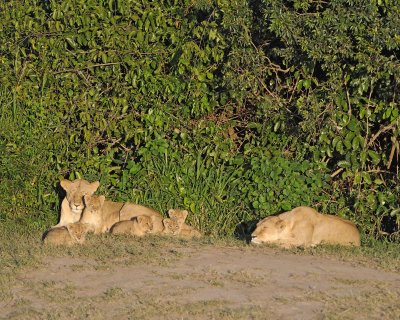 Lion, 2 Females & 5 Cubs-011313-Maasai Mara National Reserve, Kenya-#0263.jpg