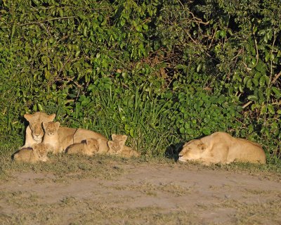 Lion, 2 Females & 5 Cubs-011313-Maasai Mara National Reserve, Kenya-#0285.jpg