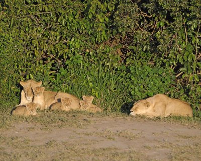 Lion, 2 Females & 5 Cubs-011313-Maasai Mara National Reserve, Kenya-#0293.jpg