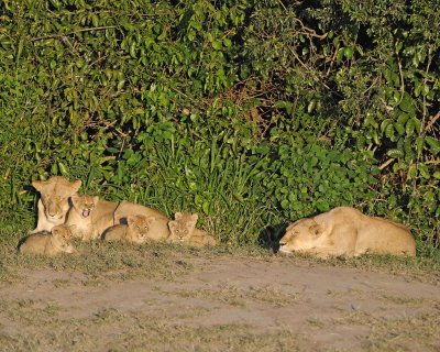 Lion, 2 Females & 5 Cubs-011313-Maasai Mara National Reserve, Kenya-#0300.jpg