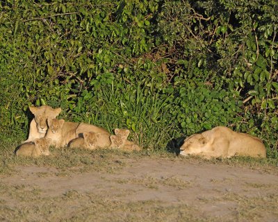 Lion, 2 Females & 5 Cubs-011313-Maasai Mara National Reserve, Kenya-#0308.jpg