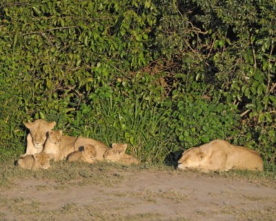 Lion, 2 Females & 5 Cubs-011313-Maasai Mara National Reserve, Kenya-#0333.jpg