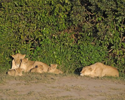 Lion, 2 Females & 5 Cubs-011313-Maasai Mara National Reserve, Kenya-#0339.jpg